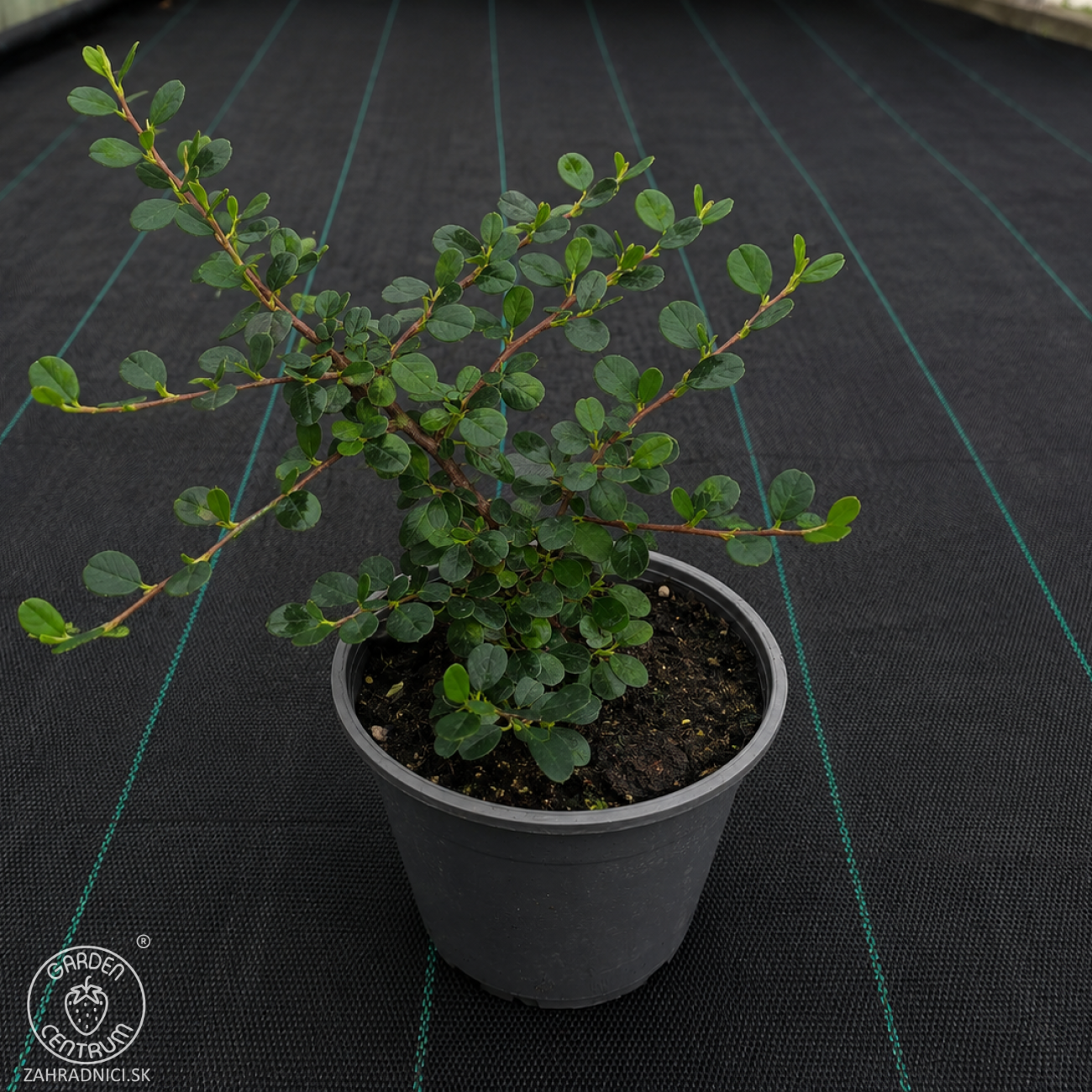 Obrázok Skalník drobnolistý (Cotoneaster procumbens) ´QUEEN OF CARPET´ - výška 10-15 cm ⌀ 10-20 cm, kont. C2L